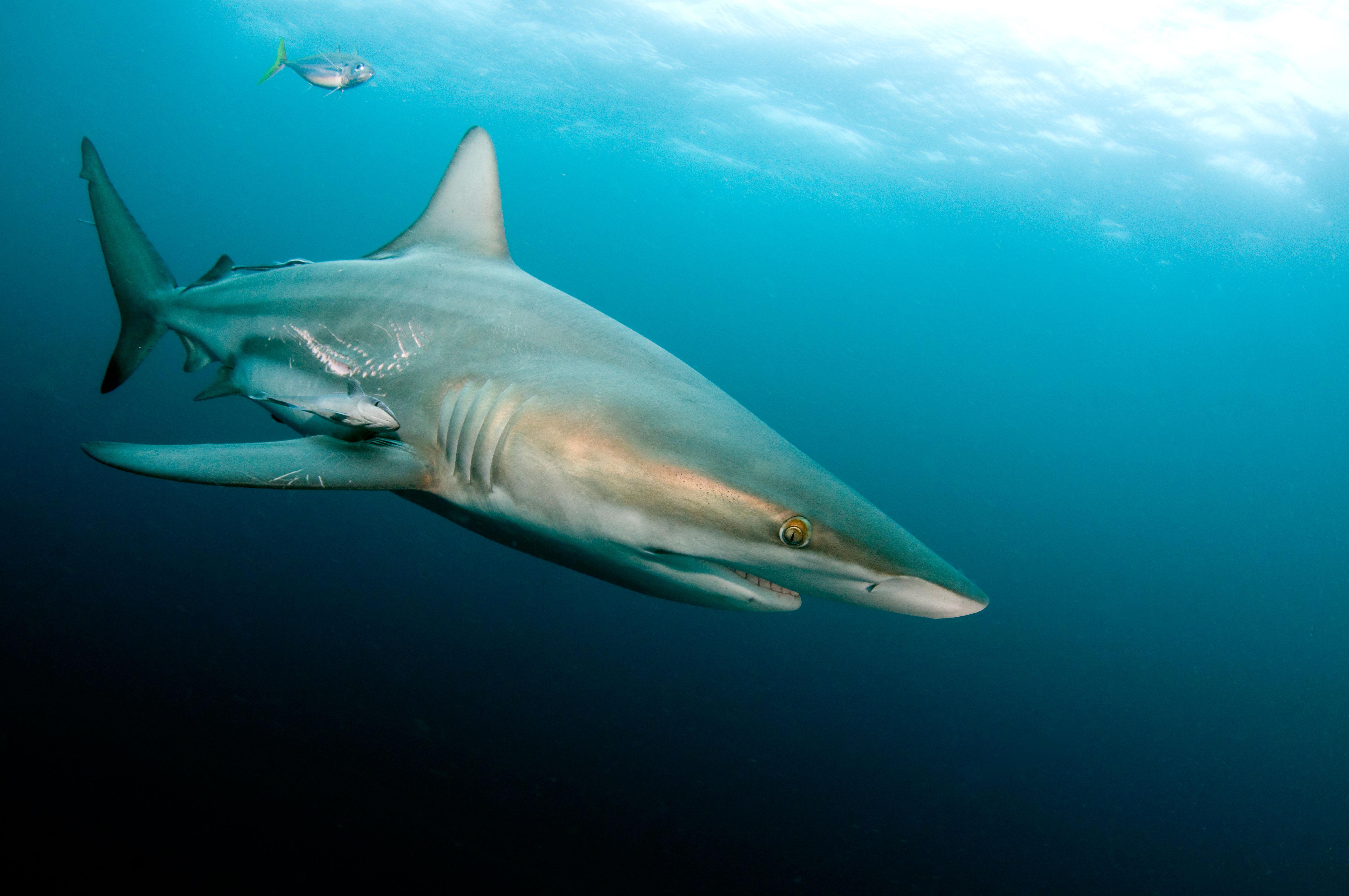 «Существование приблизительно 46 различных видов акул в Средиземном море - 16 из них имеют длину три и более метров и 15 - потенциально опасные виды - делает неизбежным случайное столкновение между людьми и этими животными в наиболее часто посещаемом и наиболее посещаемом море» «