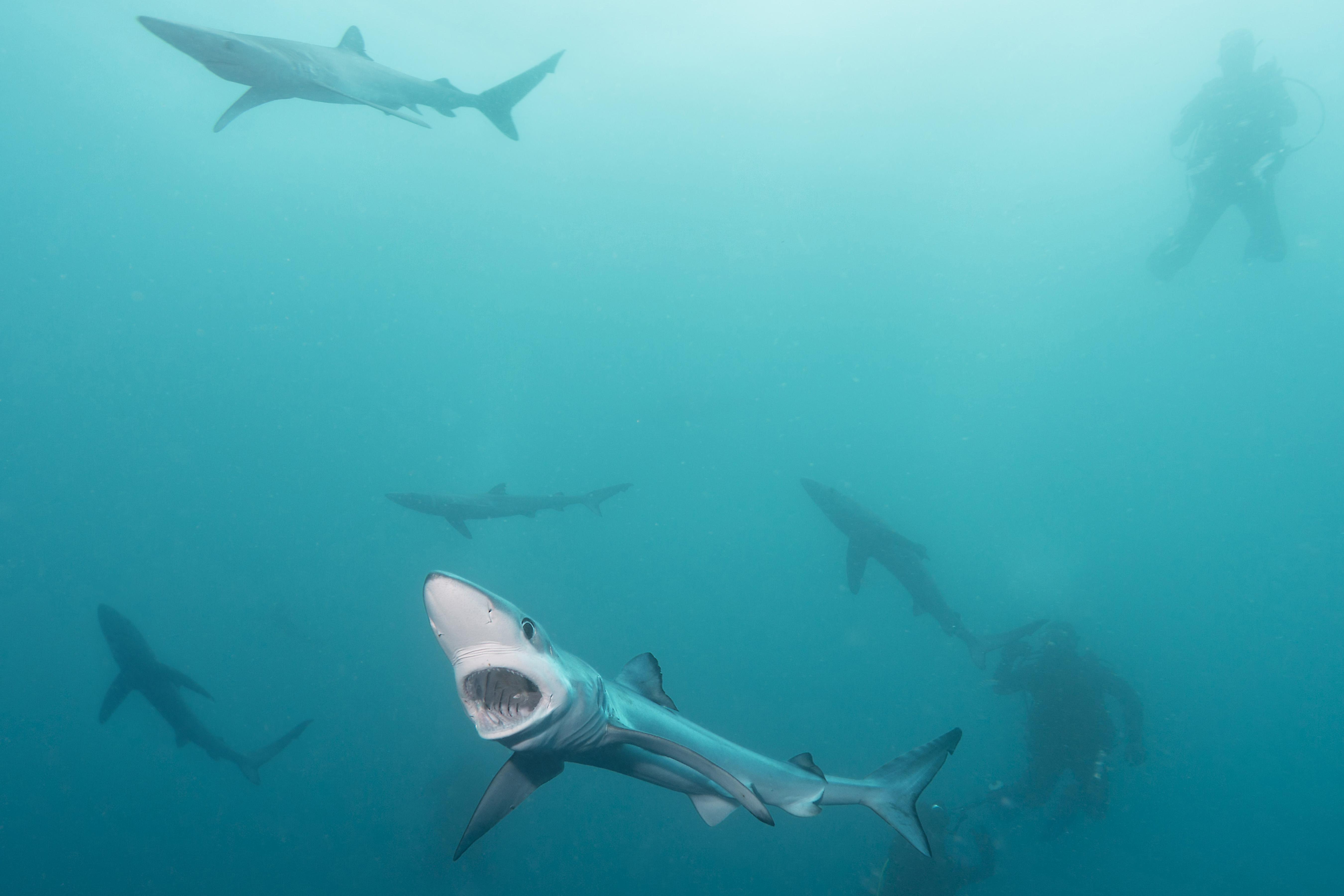 Черные акулы не новички в европейских водах