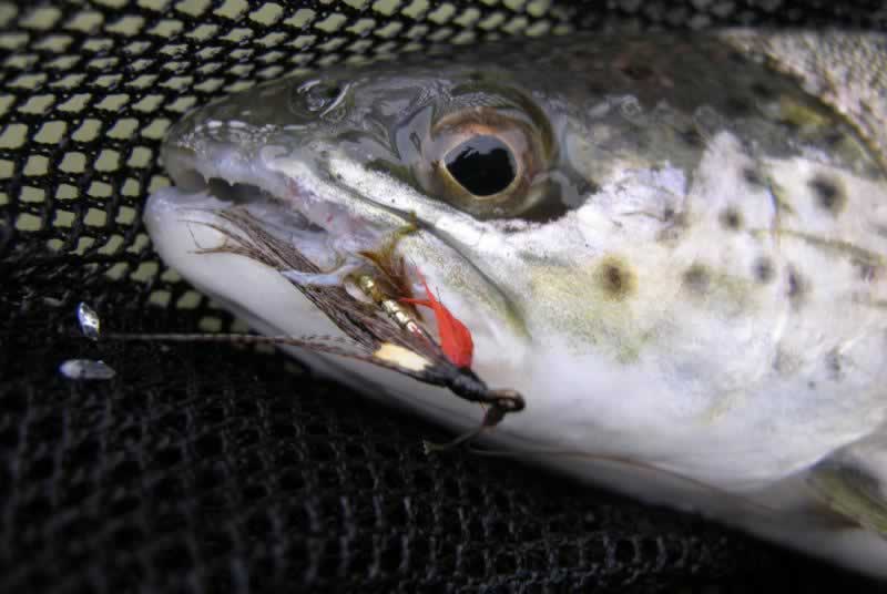 В отличие от лосося, морская форель не обязательно вернется к реке своего рождения, но может исследовать любой подходящий способ пресной воды, который ей по вкусу