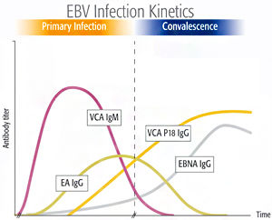 Краткие критерии определения статуса EBV для иммунокомпетентных лиц