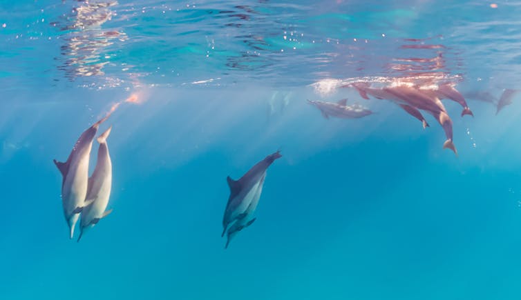 Мы также узнали больше о том, как дельфины, которых вместе с китами называют китообразными, выживают в Красном море
